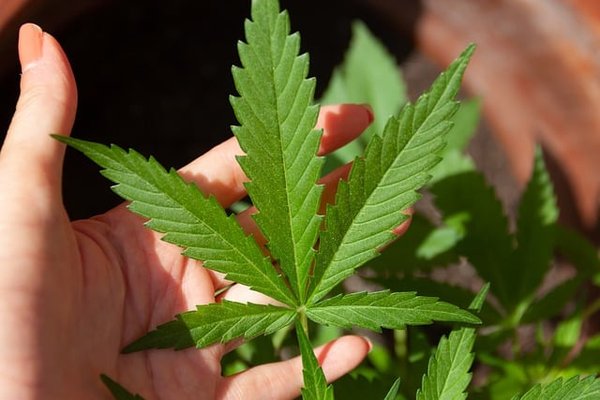 Comprendre le mode d'action du CBD : explications et mécanismes