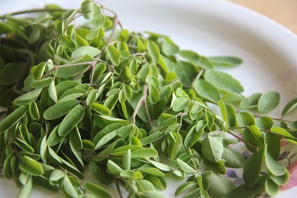 Le Moringa : une plante aux multiples vertus